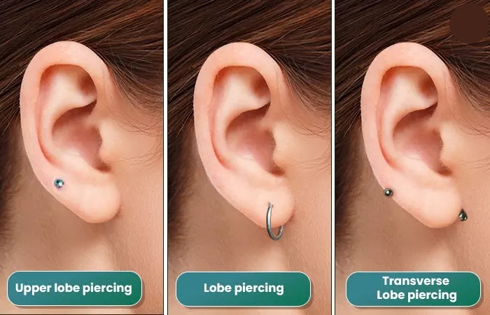 transverse lobe